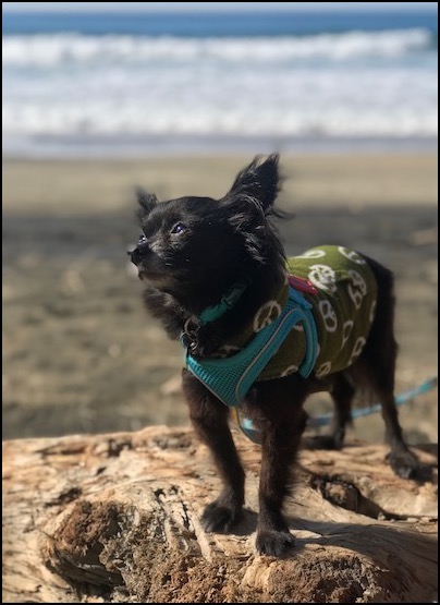 Black long-haired Chihuahua at the beach